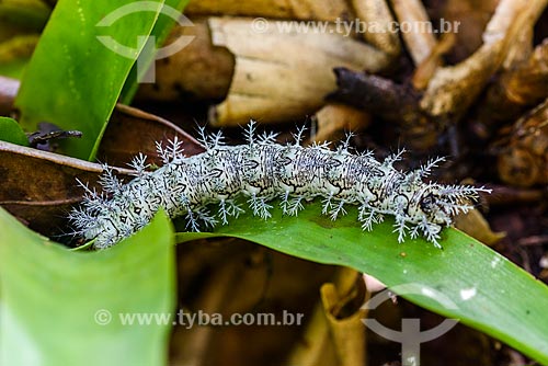  Detail of Giant Silkworm Moth (Lonomia obliqua) - Serrinha do Alambari Environmental Protection Area  - Resende city - Rio de Janeiro state (RJ) - Brazil