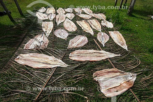  Drying of Pirarucu (Arapaima gigas) - Sao Francisco do Aiuca Riparian Community  - Uarini city - Amazonas state (AM) - Brazil