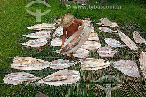  Drying of Pirarucu (Arapaima gigas) - Sao Francisco do Aiuca Riparian Community  - Uarini city - Amazonas state (AM) - Brazil