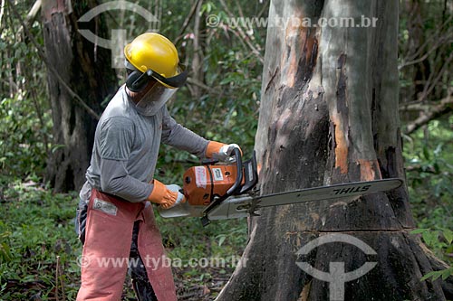  Detail of sustainable extraction of wood - Mamiraua Sustainable Development Reserve  - Tefe city - Amazonas state (AM) - Brazil