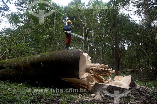 Sustainable extraction of wood - Mamiraua Sustainable Development Reserve  - Tefe city - Amazonas state (AM) - Brazil