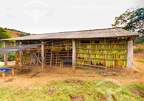  Detail of drying tobacco - farm  - Guarani city - Minas Gerais state (MG) - Brazil
