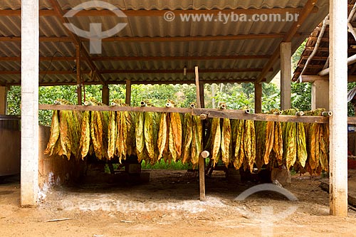  Detail of drying tobacco - farm  - Guarani city - Minas Gerais state (MG) - Brazil