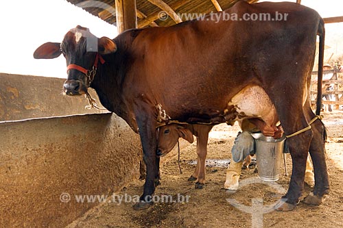  Milking - milk cow  - Guarani city - Minas Gerais state (MG) - Brazil