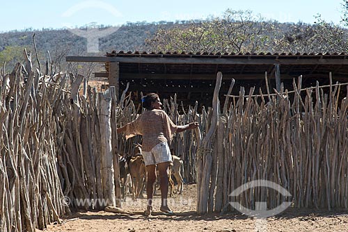  Woman closing corral for the goats raising (Capra aegagrus hircus) - Travessao de Ouro Village - Pipipas tribe  - Floresta city - Pernambuco state (PE) - Brazil