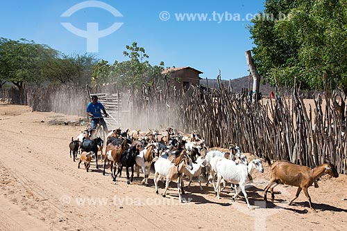  Man herding goats raising (Capra aegagrus hircus) at bike - Travessao de Ouro Village - Pipipas tribe  - Floresta city - Pernambuco state (PE) - Brazil