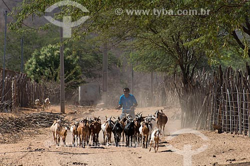  Man herding goats raising (Capra aegagrus hircus) at bike - Travessao de Ouro Village - Pipipas tribe  - Floresta city - Pernambuco state (PE) - Brazil