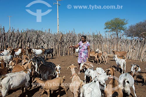  Goats raising (Capra aegagrus hircus) - Travessao de Ouro Village - Pipipas tribe  - Floresta city - Pernambuco state (PE) - Brazil