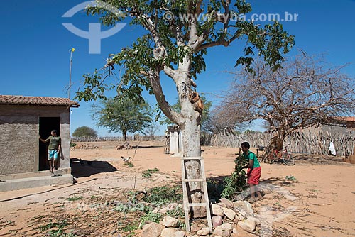  Boy carrying tree branches - Travessao de Ouro Village - Pipipas tribe  - Floresta city - Pernambuco state (PE) - Brazil