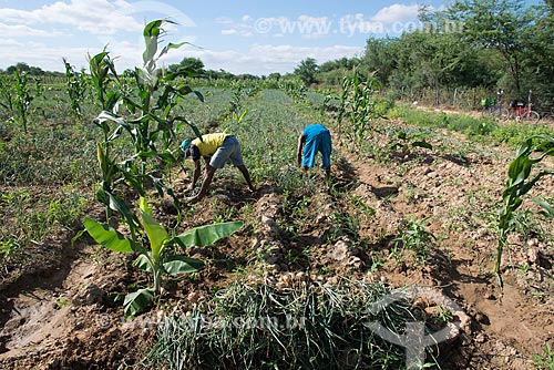  Truka indians harvesting onion - rural zone of the Truka tribe  - Cabrobo city - Pernambuco state (PE) - Brazil