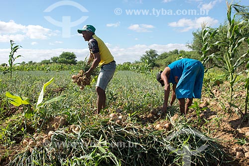  Truka indians harvesting onion - rural zone of the Truka tribe  - Cabrobo city - Pernambuco state (PE) - Brazil