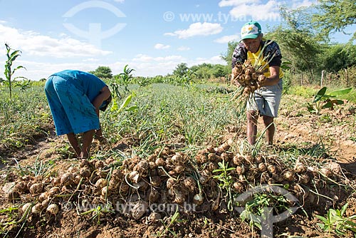  Truka indians harvesting onion - rural zone of the Truka tribe  - Cabrobo city - Pernambuco state (PE) - Brazil