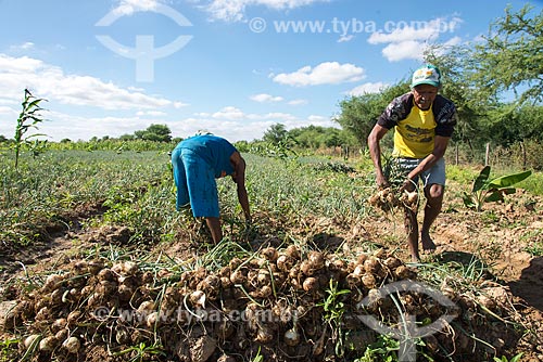  Truka indians harvesting onion - rural zone of the Truka tribe  - Cabrobo city - Pernambuco state (PE) - Brazil