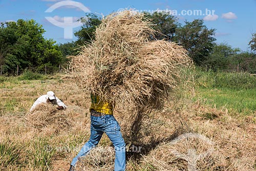  Truka indians collecting straw from rice plantation to feed cattle - rural zone of the Truka tribe  - Cabrobo city - Pernambuco state (PE) - Brazil
