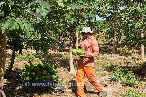  Papaya harvest - rural zone of the Truka tribe  - Cabrobo city - Pernambuco state (PE) - Brazil