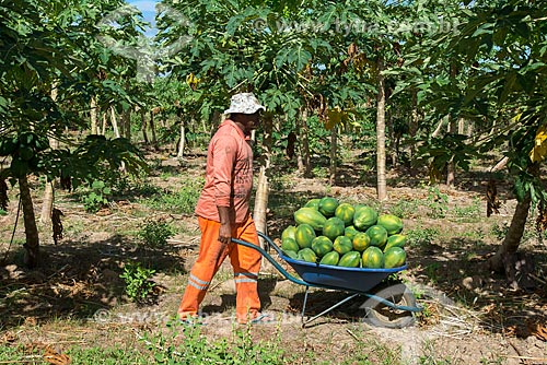  Papaya harvest - rural zone of the Truka tribe  - Cabrobo city - Pernambuco state (PE) - Brazil