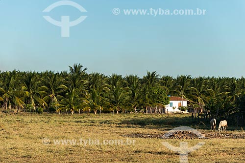  Coconut plantation - rural zone of the Truka tribe  - Cabrobo city - Pernambuco state (PE) - Brazil