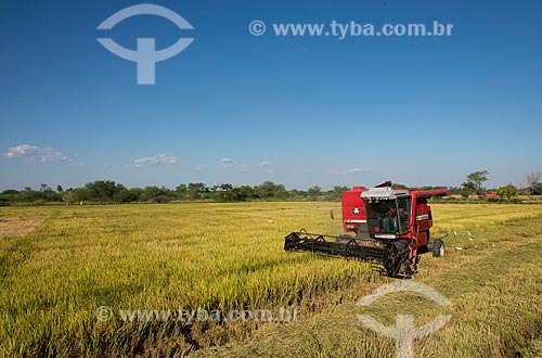  Rice mechanized harvesting - rural zone of the Truka tribe  - Cabrobo city - Pernambuco state (PE) - Brazil