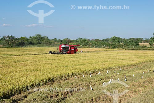  Rice mechanized harvesting - rural zone of the Truka tribe  - Cabrobo city - Pernambuco state (PE) - Brazil