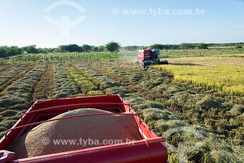  Detail of rice mechanized harvesting - rural zone of the Truka tribe  - Cabrobo city - Pernambuco state (PE) - Brazil