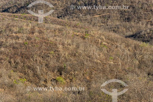 Caating vegetation during dry season  - Jati city - Ceara state (CE) - Brazil