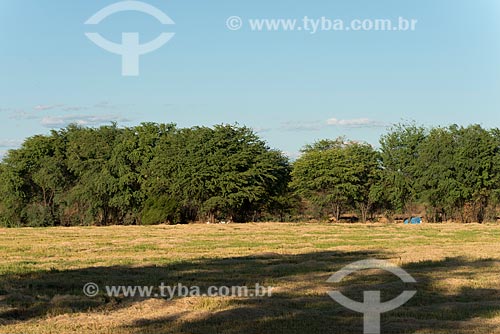  Detail of mesquite tree (Prosopis juliflora) - caatinga  - Cabrobo city - Pernambuco state (PE) - Brazil