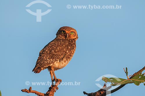  Burrowing Owl (Athene cunicularia) - Emas National Park  - Goias state (GO) - Brazil