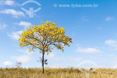  Yellow Ipe Tree - Guarani city rural zone  - Guarani city - Minas Gerais state (MG) - Brazil