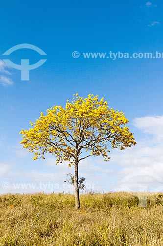  Yellow Ipe Tree - Guarani city rural zone  - Guarani city - Minas Gerais state (MG) - Brazil