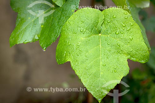  Detail of grapevine (Vitis vinifera) leafs  - Guarani city - Minas Gerais state (MG) - Brazil