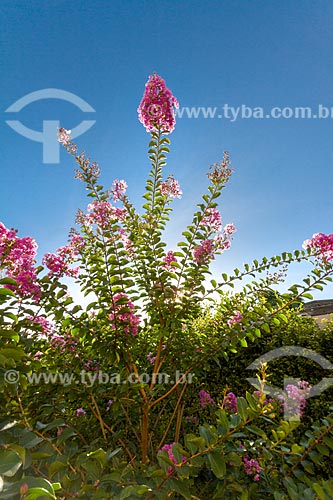  Detail of flower of the crepe myrtle (Lagerstroemia indica) - also known as crepeflower  - Guarani city - Minas Gerais state (MG) - Brazil