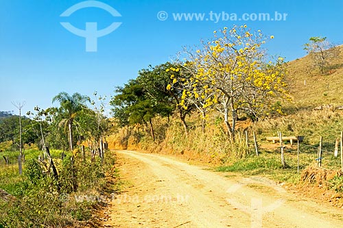  Yellow Ipe Tree - Guarani city rural zone  - Guarani city - Minas Gerais state (MG) - Brazil