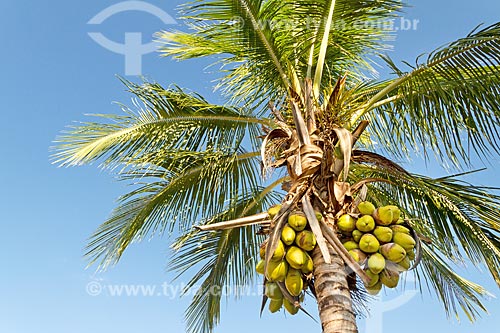  Detail of coconut palm - Guarani city rural zone  - Guarani city - Minas Gerais state (MG) - Brazil