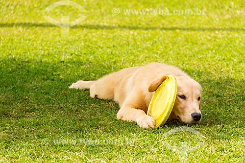  Golden retriever dog playing with frisbee  - Guarani city - Minas Gerais state (MG) - Brazil
