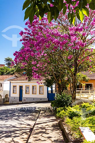  Pink Ipe tree (Tabebuia heptaphylla) with historic house in the background  - Guarani city - Minas Gerais state (MG) - Brazil