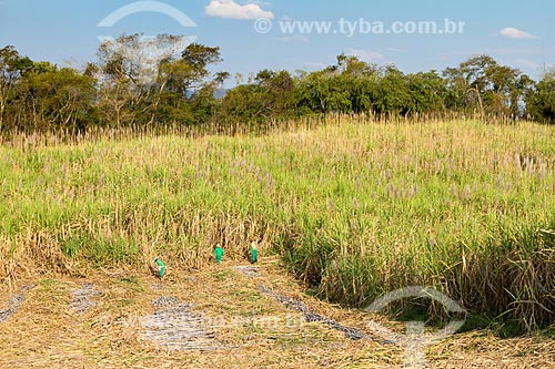  Sugarcane harvest to cachaca production  - Guarani city - Minas Gerais state (MG) - Brazil
