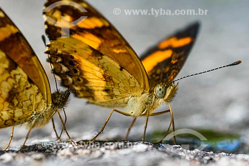  Butterfly - Serrinha do Alambari Environmental Protection Area  - Resende city - Rio de Janeiro state (RJ) - Brazil