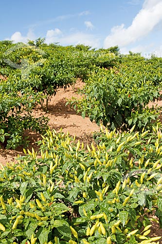  View of malagueta pepper plantation  - Guarani city - Minas Gerais state (MG) - Brazil