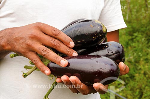  Detail of farmer holding eggplants  - Brumadinho city - Minas Gerais state (MG) - Brazil