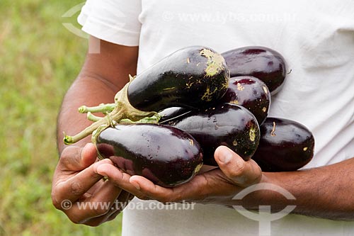  Detail of farmer holding eggplants  - Brumadinho city - Minas Gerais state (MG) - Brazil
