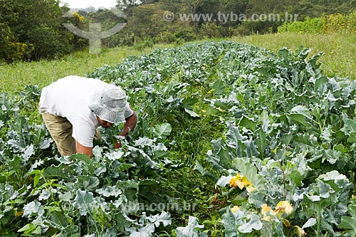  Detail of rural worker harvesting broccoli  - Brumadinho city - Minas Gerais state (MG) - Brazil