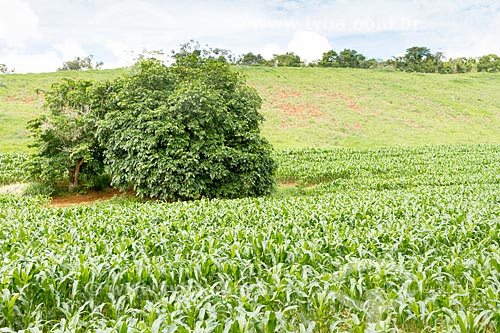  Corn plantation - farm in the Guarani city rural zone  - Guarani city - Minas Gerais state (MG) - Brazil