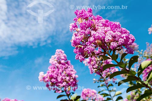  Detail of flower of the crepe myrtle (Lagerstroemia indica) - also known as crepeflower  - Guarani city - Minas Gerais state (MG) - Brazil