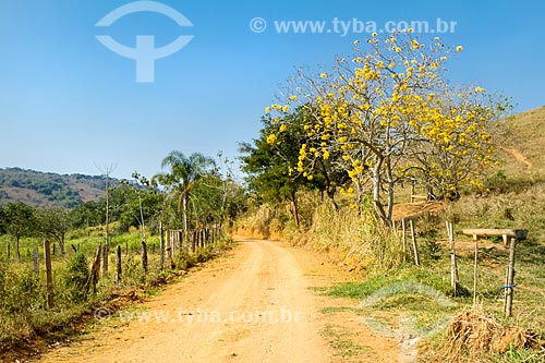  Yellow Ipe Tree - Guarani city rural zone  - Guarani city - Minas Gerais state (MG) - Brazil