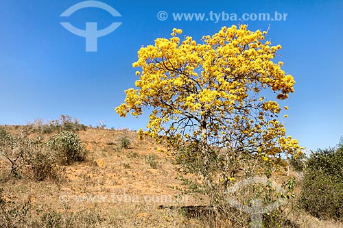  Yellow Ipe Tree - Guarani city rural zone  - Guarani city - Minas Gerais state (MG) - Brazil