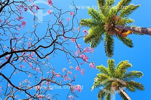  Detail of pink ipe tree (Tabebuia heptaphylla) and palm tree - Liberdade Square (Liberty Square)  - Belo Horizonte city - Minas Gerais state (MG) - Brazil