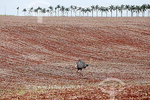  Greater rhea walking on soybean field after harvest  - Itiquira city - Mato Grosso state (MT) - Brazil