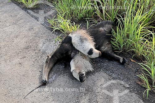  Giant anteater (Myrmecophaga tridactyla) dead in the kerbside of the BR-070 highway  - Caceres city - Mato Grosso state (MT) - Brazil