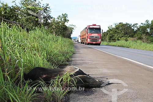  Giant anteater (Myrmecophaga tridactyla) dead in the kerbside of the BR-070 highway  - Caceres city - Mato Grosso state (MT) - Brazil