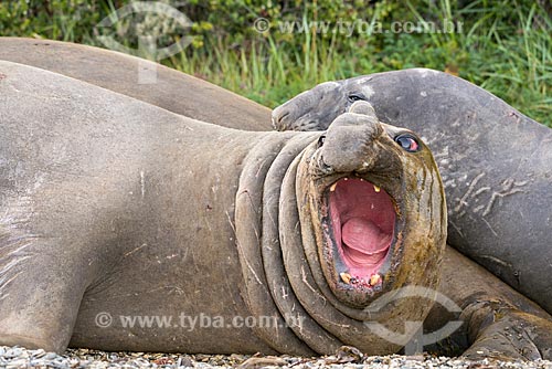  Detail of the Southern elephant seal (Mirounga leonina)  - Tierra del Fuego Province - Chile